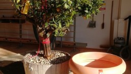 Frühling im Schreinerhandwerk, Tischlerei Haase & Co. Mainz