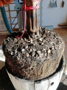 Tischlerei Haase & Co. Mainz, Frühling im Schreinerhandwerk Schreinerei Haase & Co. Mainz, Frühling im Schreinerhandwerk