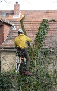 Baumpflege in Mainz, Schreinerei Haase & Co.