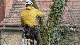 Baumpflege, Schreinerei Haase & Co. Mainz